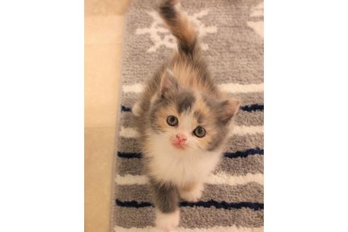 成約済の大阪府のセルカークレックス-7438の1枚目